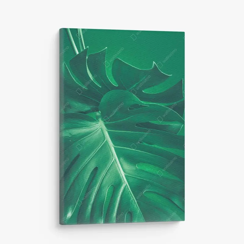 Leinwandbild prächtiges monstera-blatt nahaufnahme