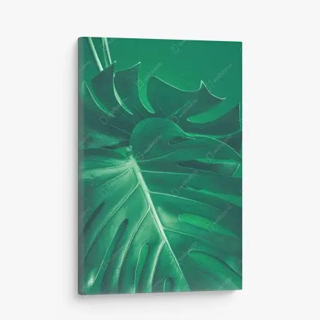 Leinwandbild prächtiges monstera-blatt nahaufnahme – Pixers®