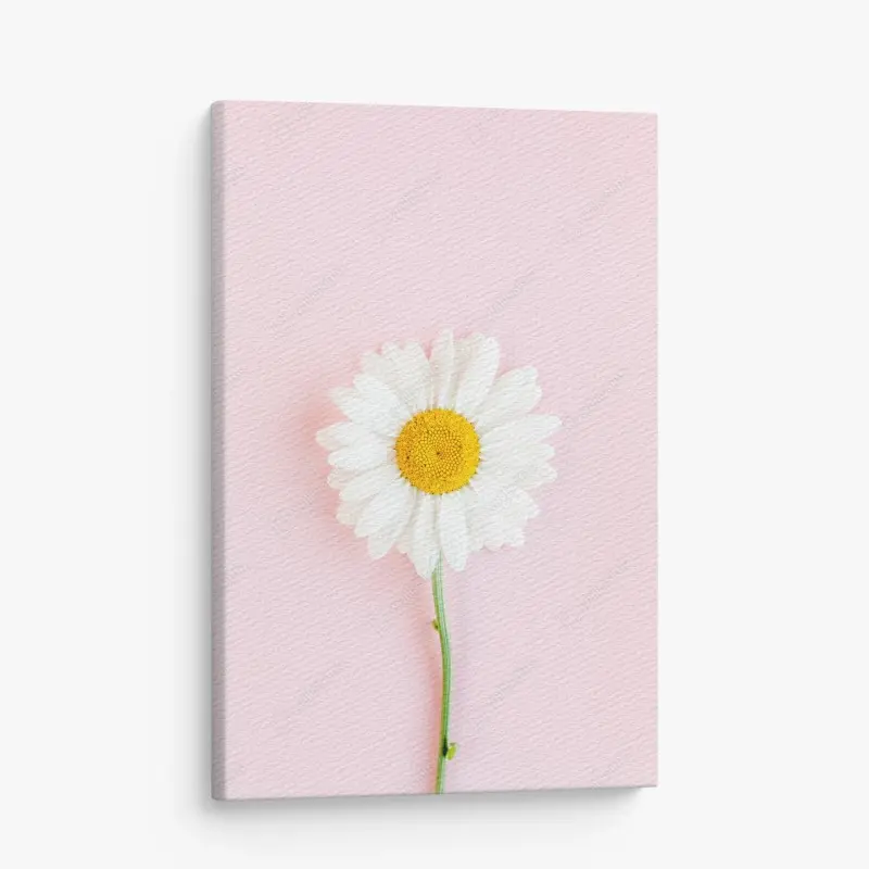 Leinwandbild weißes gänseblümchen auf pastellrosa hintergrund