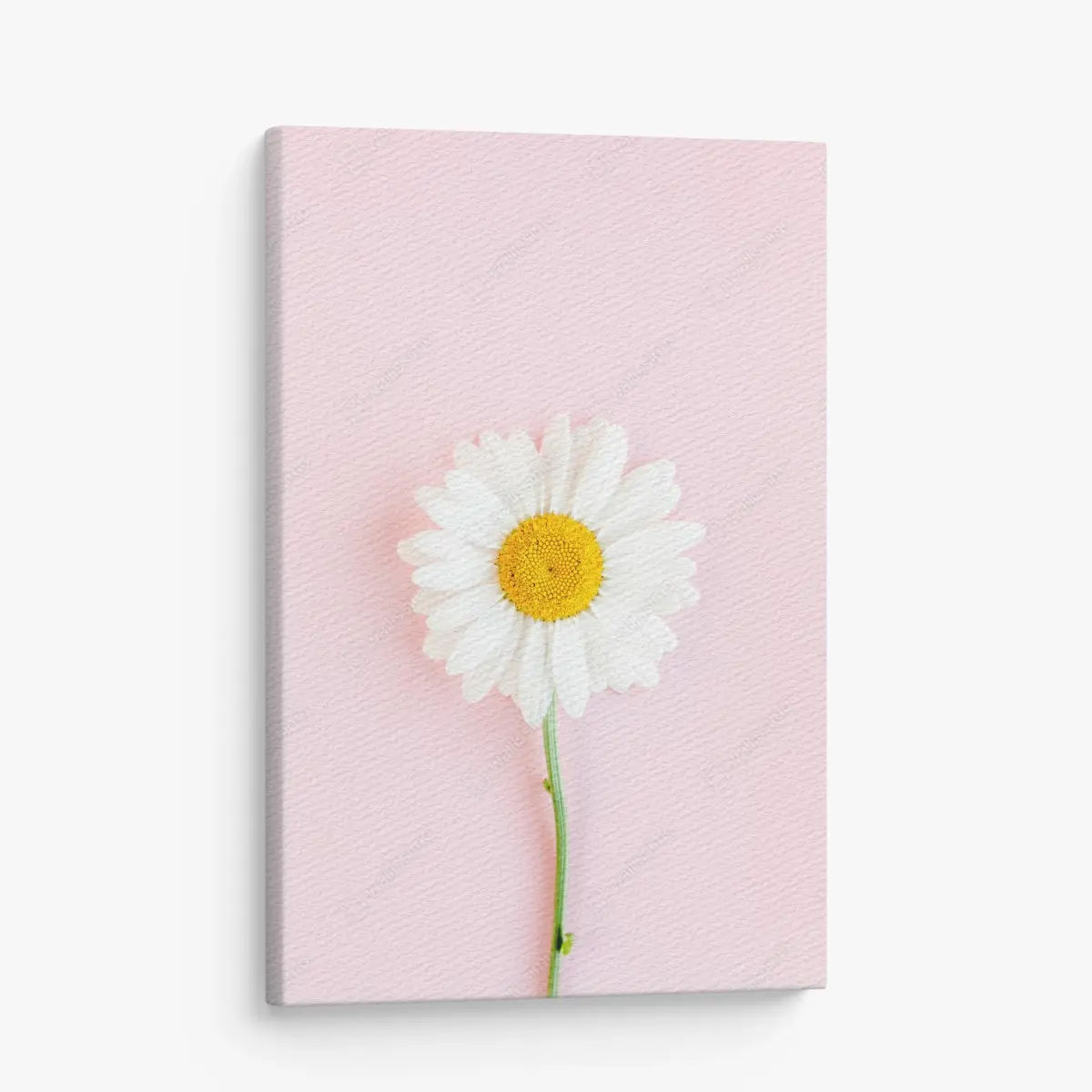 Leinwandbild weißes gänseblümchen auf pastellrosa hintergrund – Pixers®