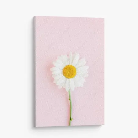 Leinwandbild weißes gänseblümchen auf pastellrosa hintergrund – Pixers®