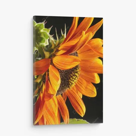 Leinwandbild leuchtende orange sonnenblume nahaufnahme – Pixers®