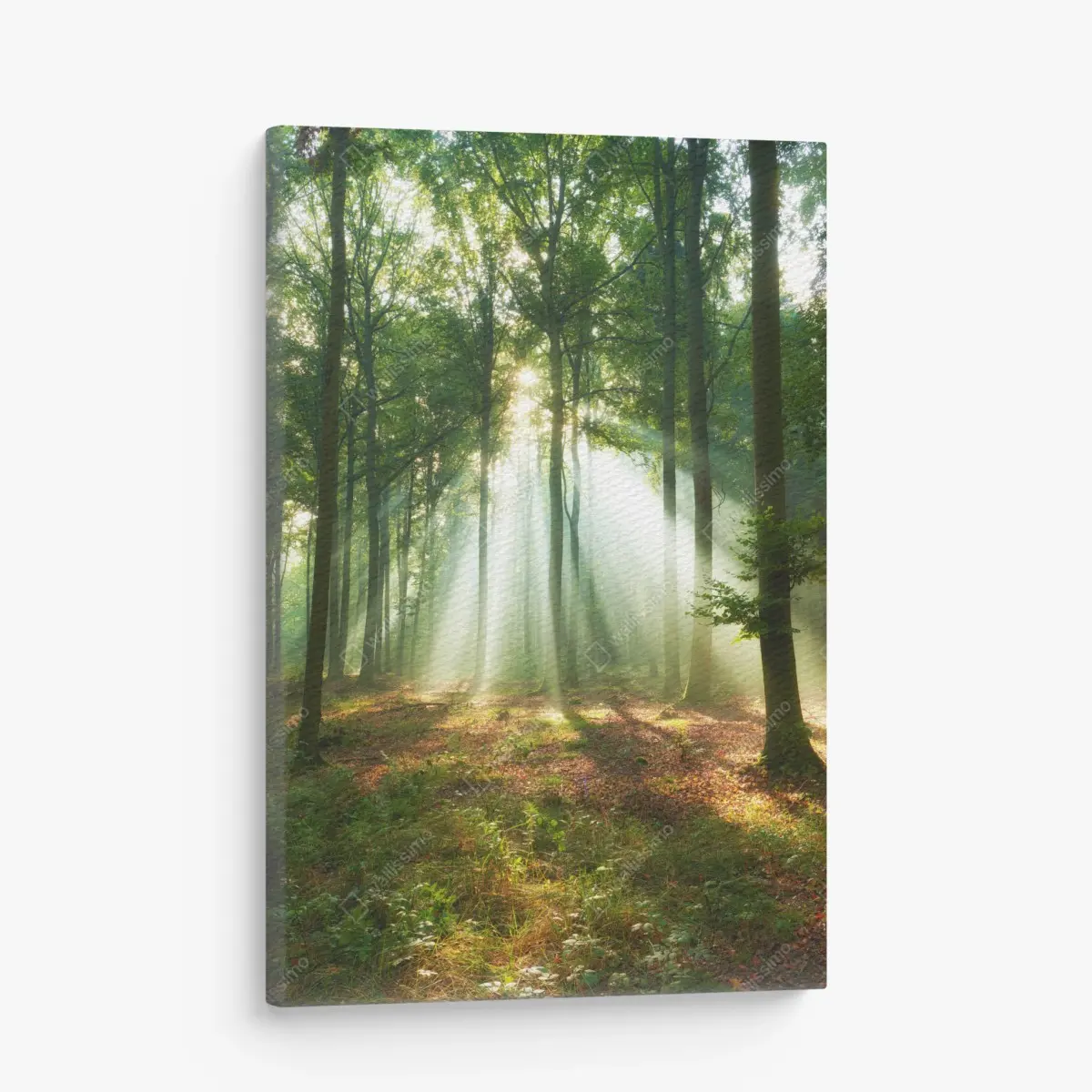 Leinwandbild morgendliches licht im wald – Pixers®