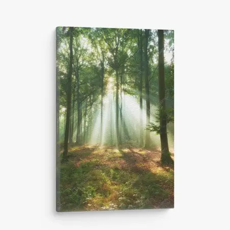 Leinwandbild morgendliches licht im wald – Pixers®
