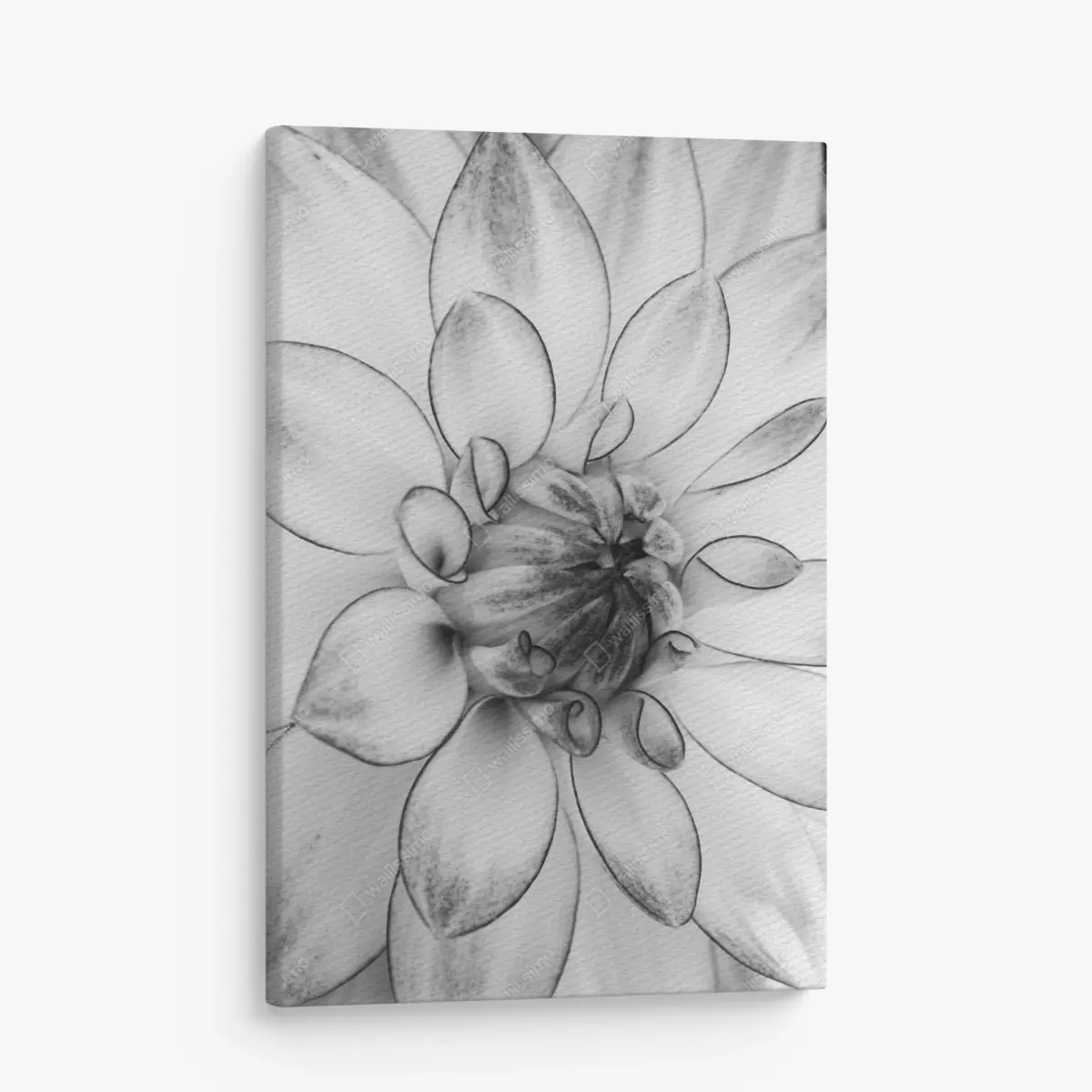 Leinwandbild monochrome nahaufnahme einer dahlie – Pixers®