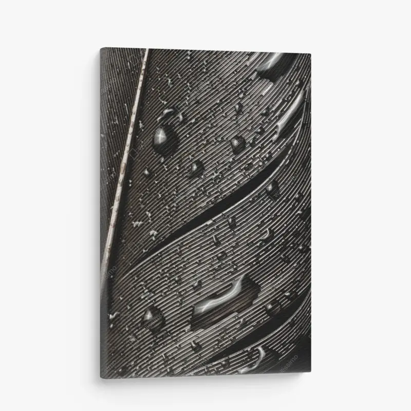 Leinwandbild monochrome feder mit wassertropfen