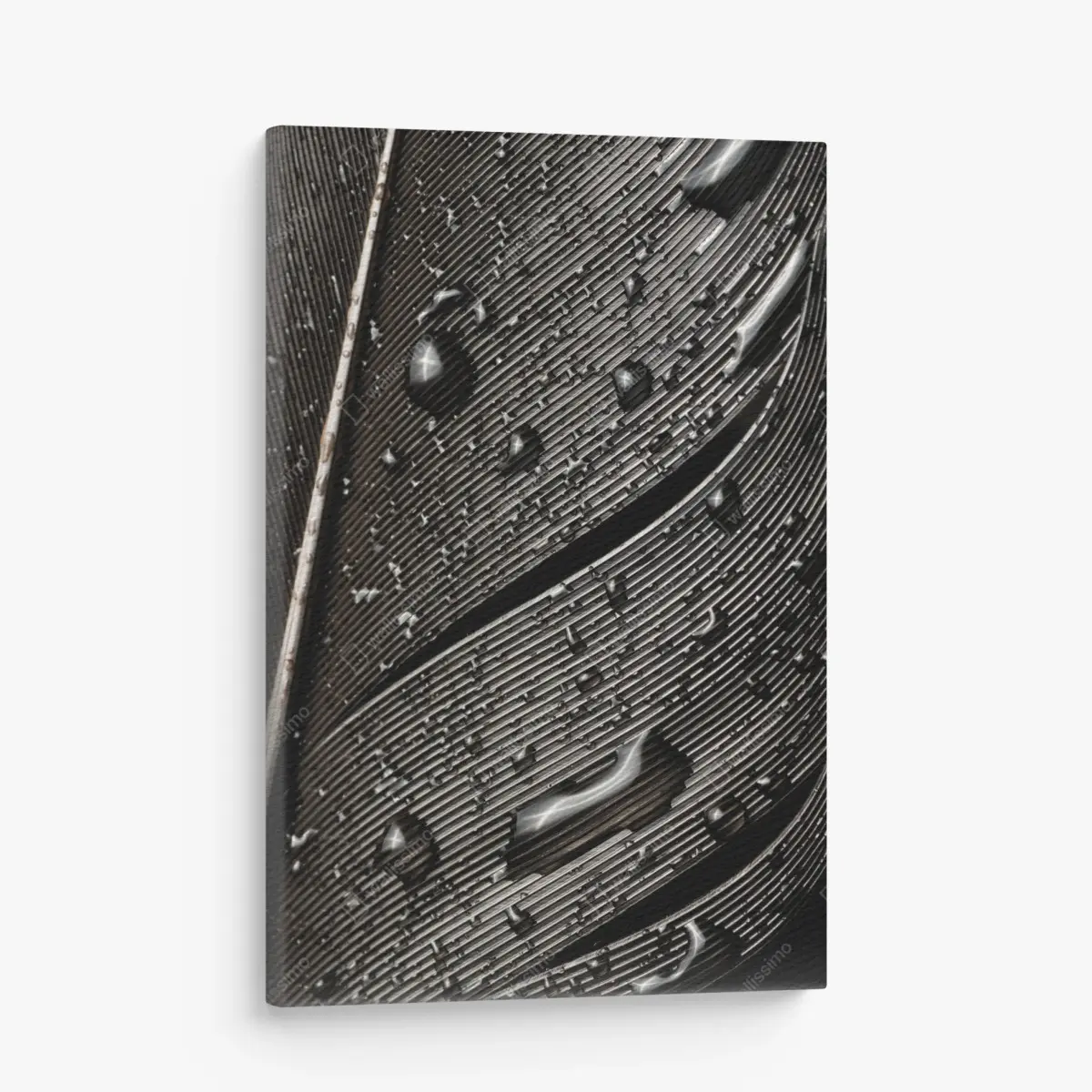 Leinwandbild monochrome feder mit wassertropfen – Pixers®