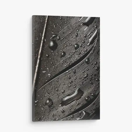 Leinwandbild monochrome feder mit wassertropfen – Pixers®