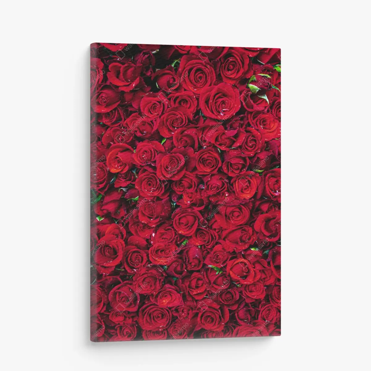 Leinwandbild dichte wand aus roten rosen – Pixers®