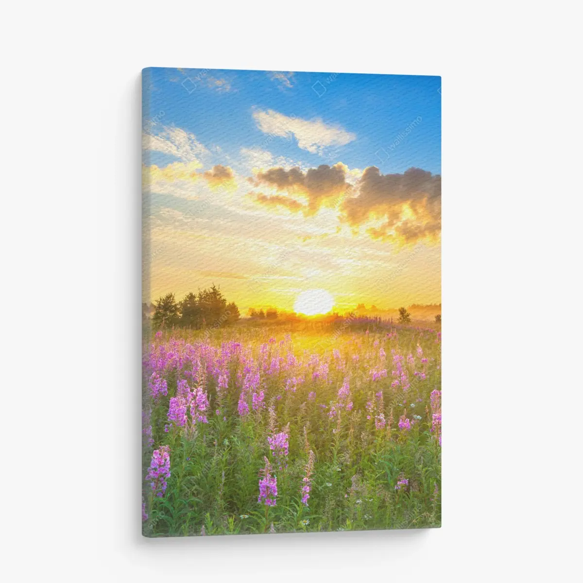 Leinwandbild sonnenaufgang über violetter wildblumenwiese – Pixers®