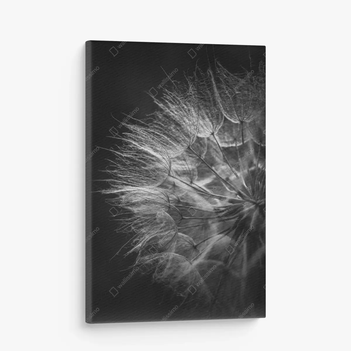 Leinwandbild zarter löwenzahn in monochrom – Pixers®