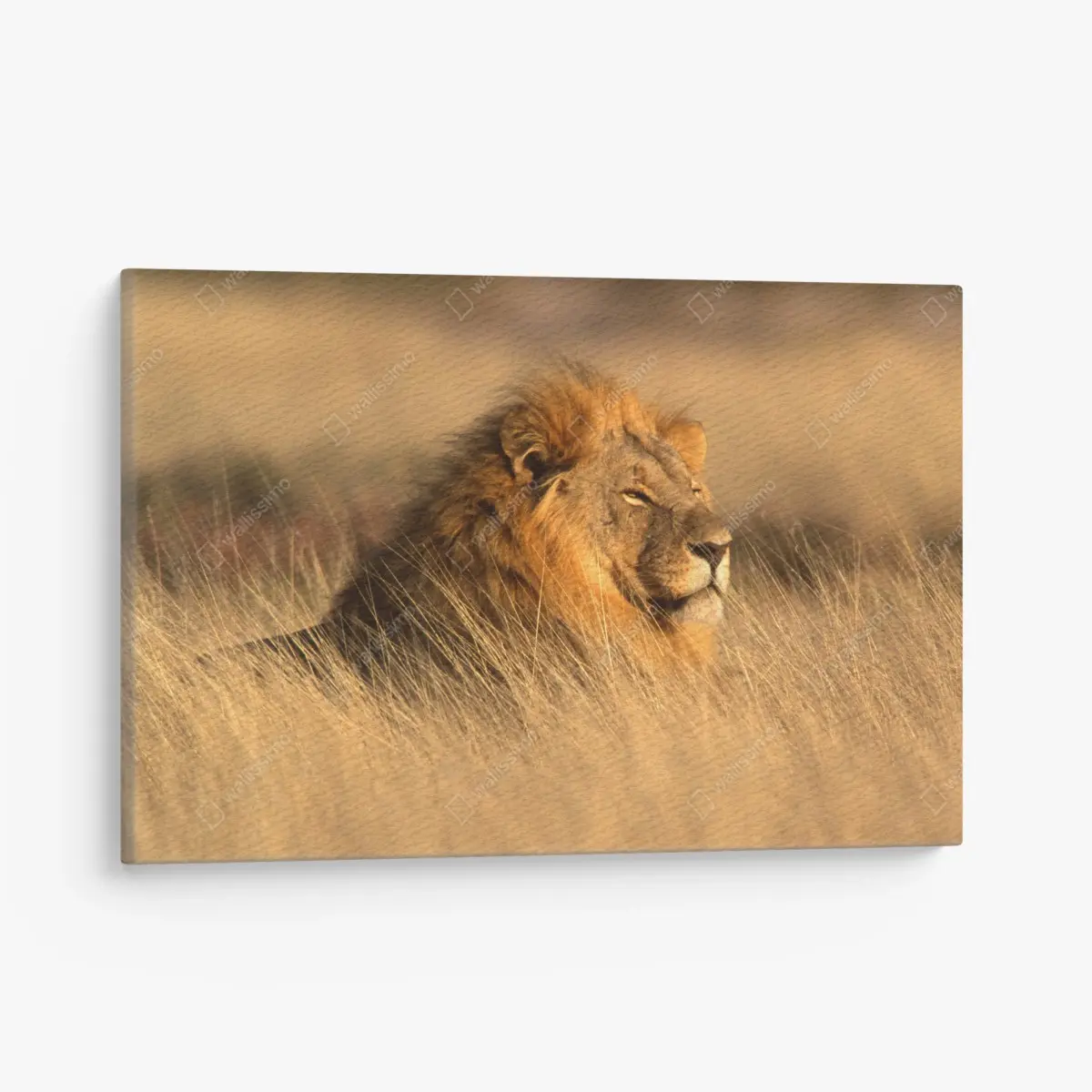 Leinwandbild majestätischer löwe im hohen gras – Pixers®