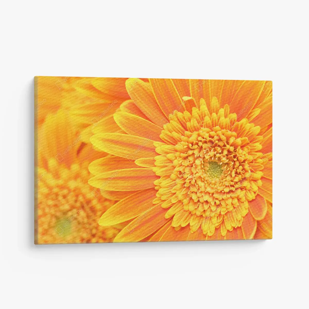 Leinwandbild leuchtende orange gerbera in makro – Pixers®