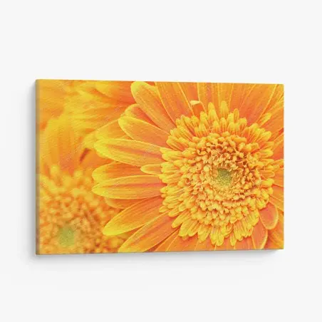Leinwandbild leuchtende orange gerbera in makro – Pixers®
