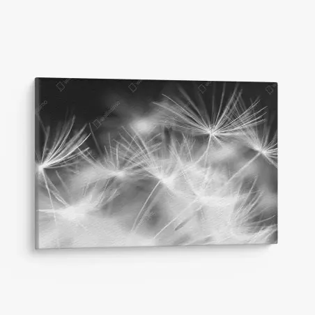 Leinwandbild zarte löwenzahnsamen in monochrom – Pixers®