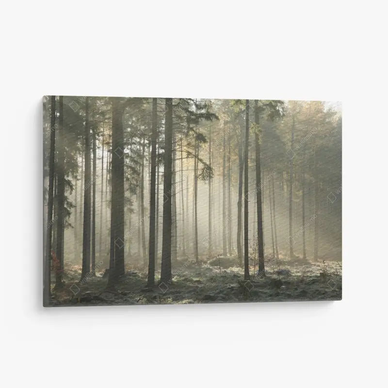 Leinwandbild nebliger morgenwald mit sonnenstrahlen