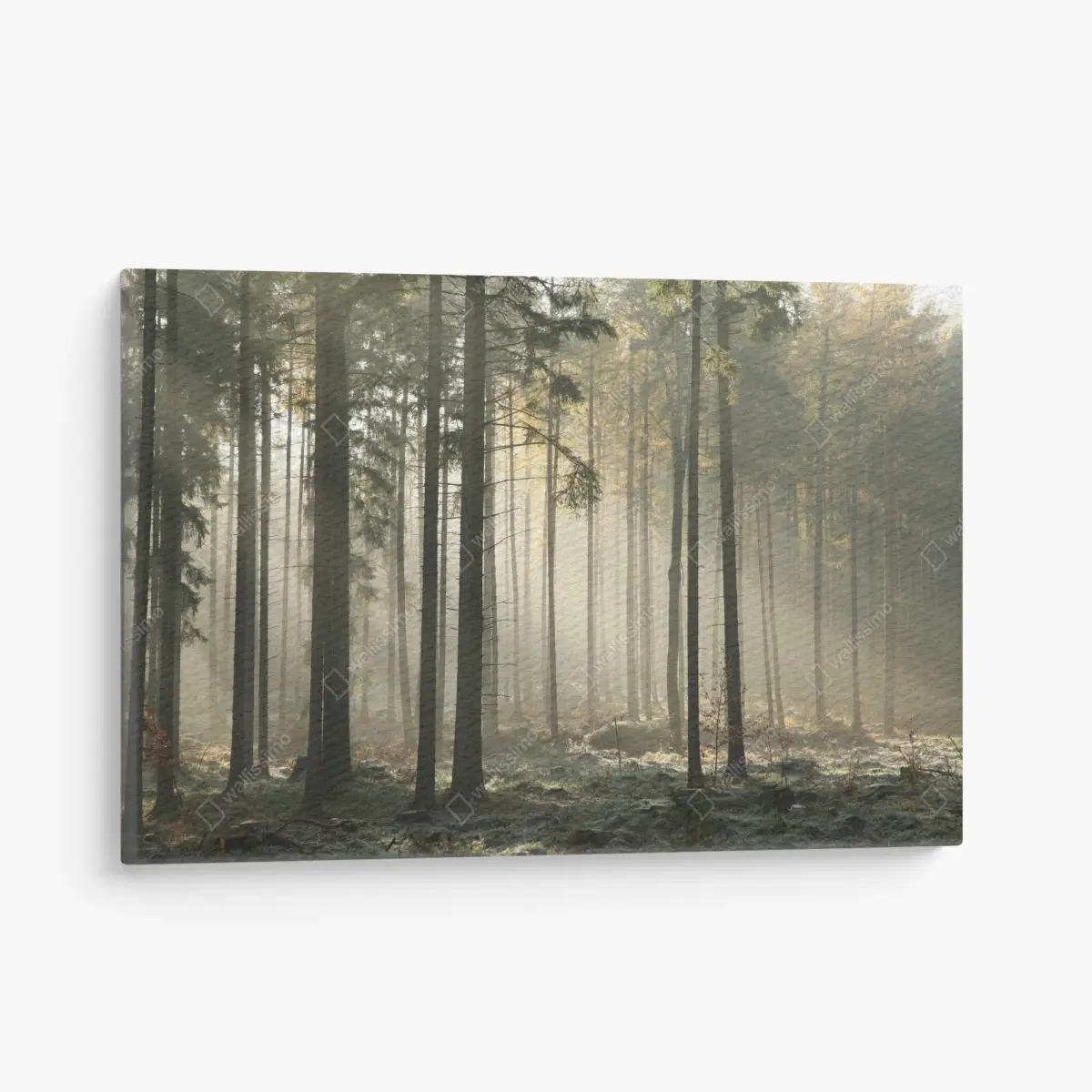 Leinwandbild nebliger morgenwald mit sonnenstrahlen – Pixers®