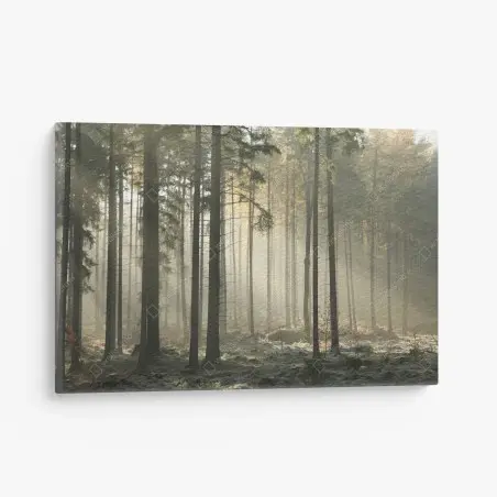Leinwandbild nebliger morgenwald mit sonnenstrahlen – Pixers®