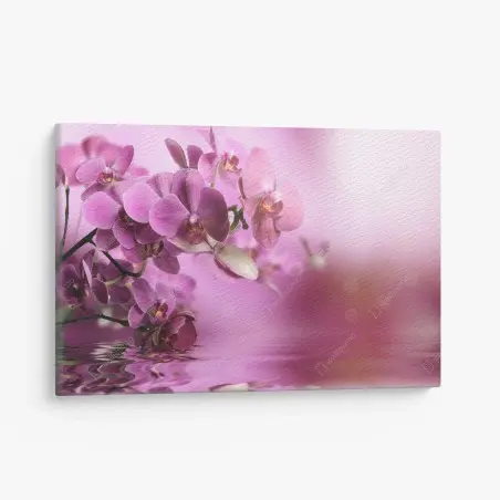 Leinwandbild rosa orchideen spiegelung – Pixers®