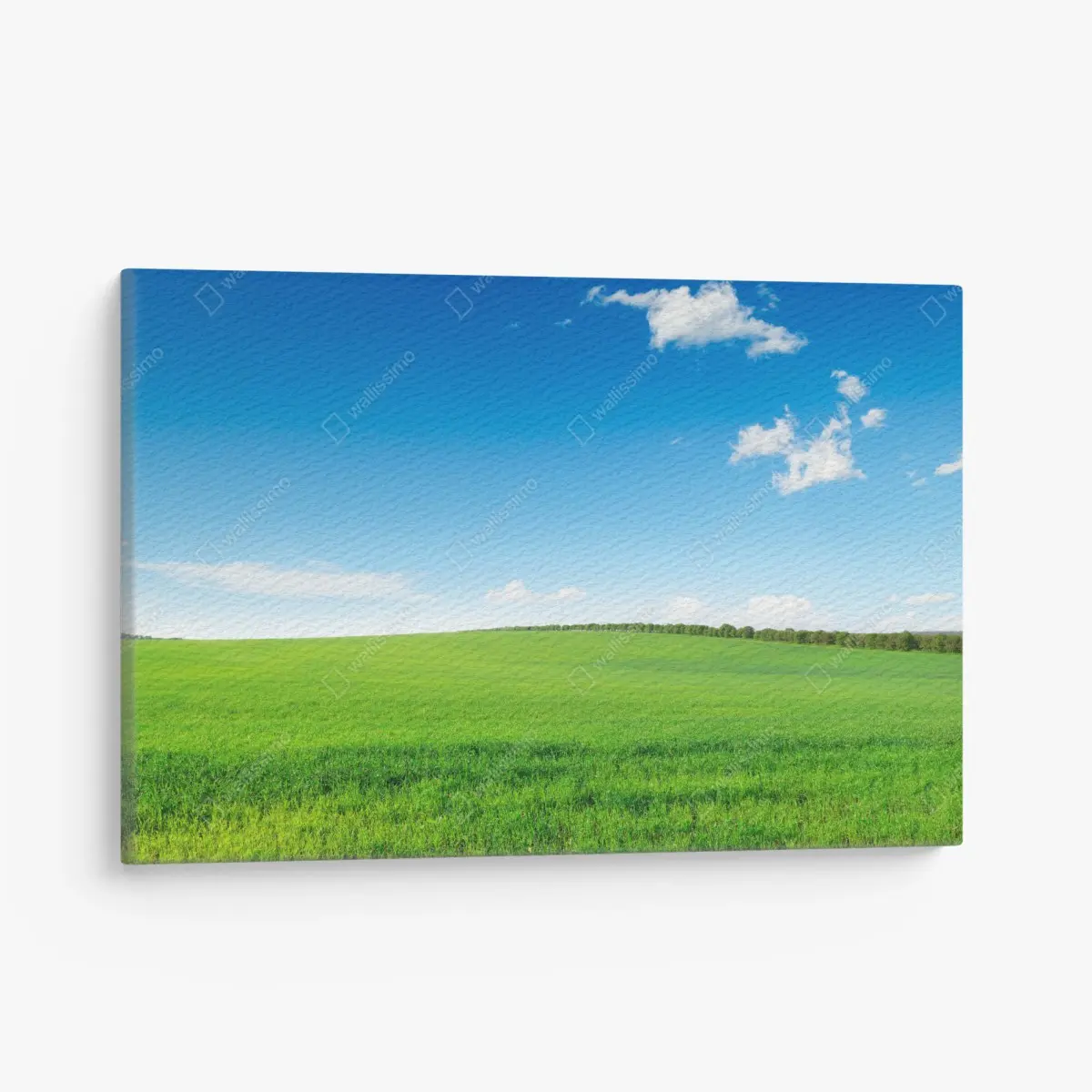 Leinwandbild ruhige grüne wiese unter blauem himmel – Pixers®