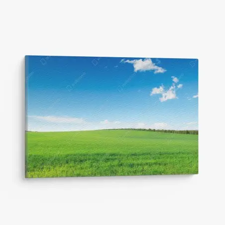 Leinwandbild ruhige grüne wiese unter blauem himmel – Pixers®