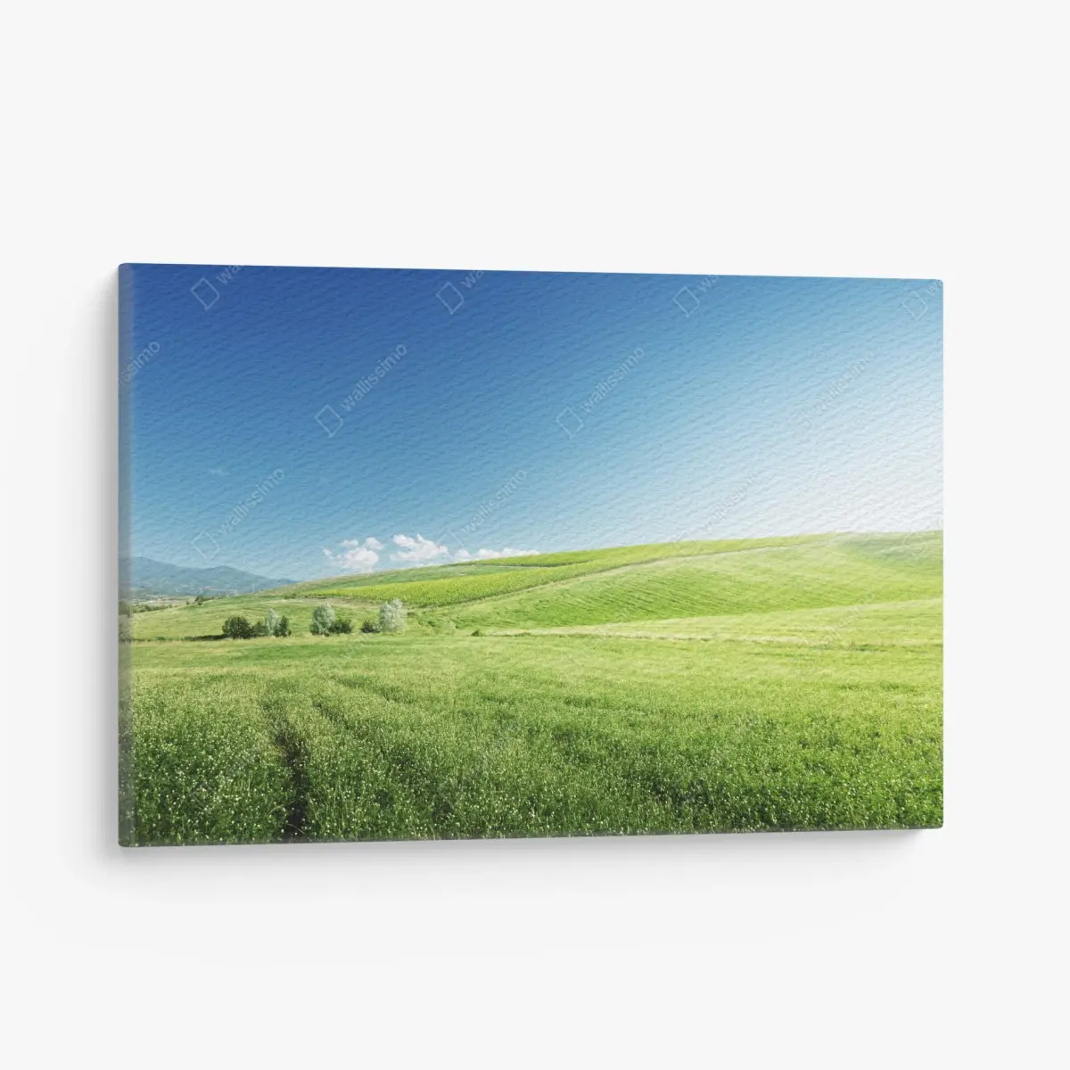 Leinwandbild ruhige grüne wiesenlandschaft – Pixers®