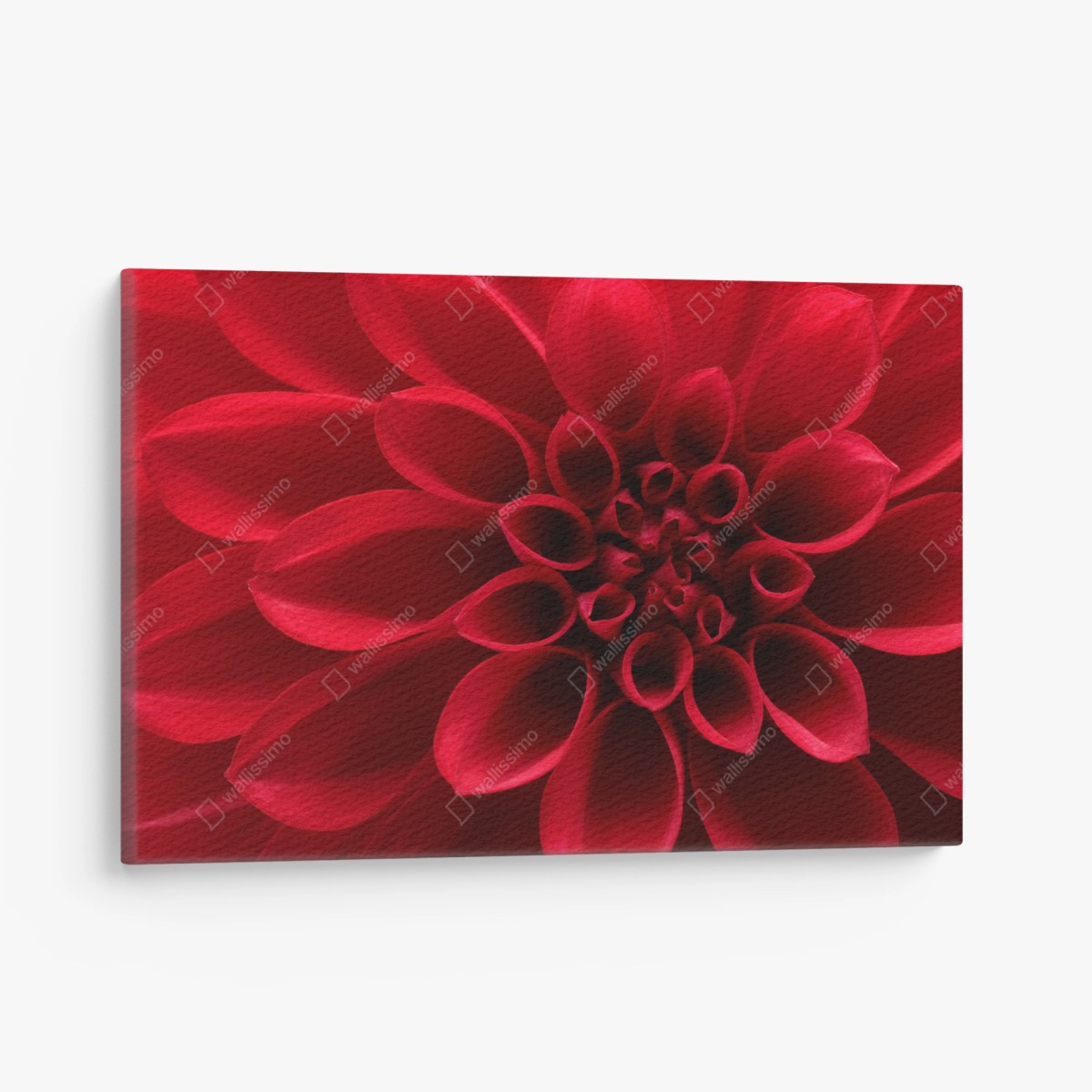 Leinwandbild nahaufnahme einer roten dahlie – Pixers®