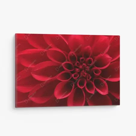 Leinwandbild nahaufnahme einer roten dahlie – Pixers®