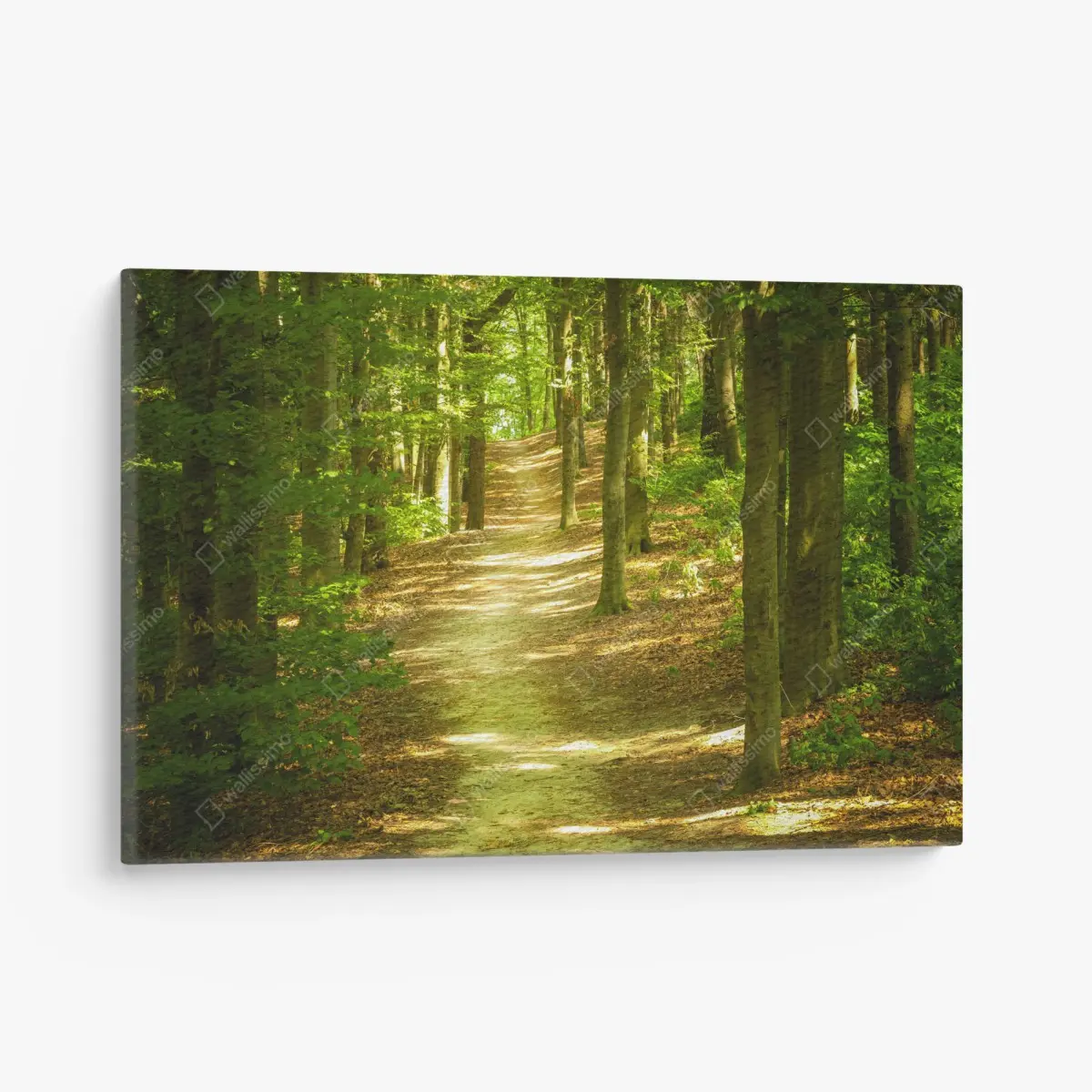 Leinwandbild sonniger waldpfad – Pixers®