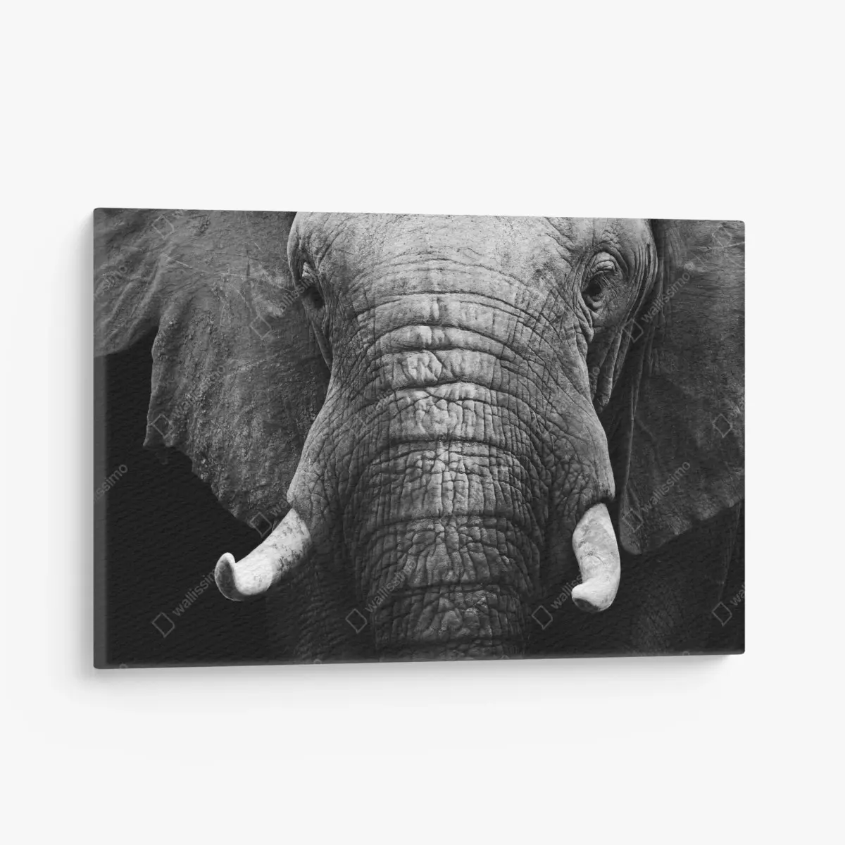 Leinwandbild majestätisches elefantenporträt – Pixers®