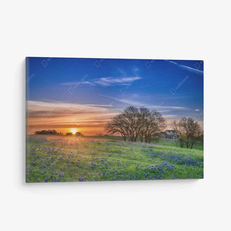 Leinwandbild Texas wiese mit bluebonnets im sonnenaufgang