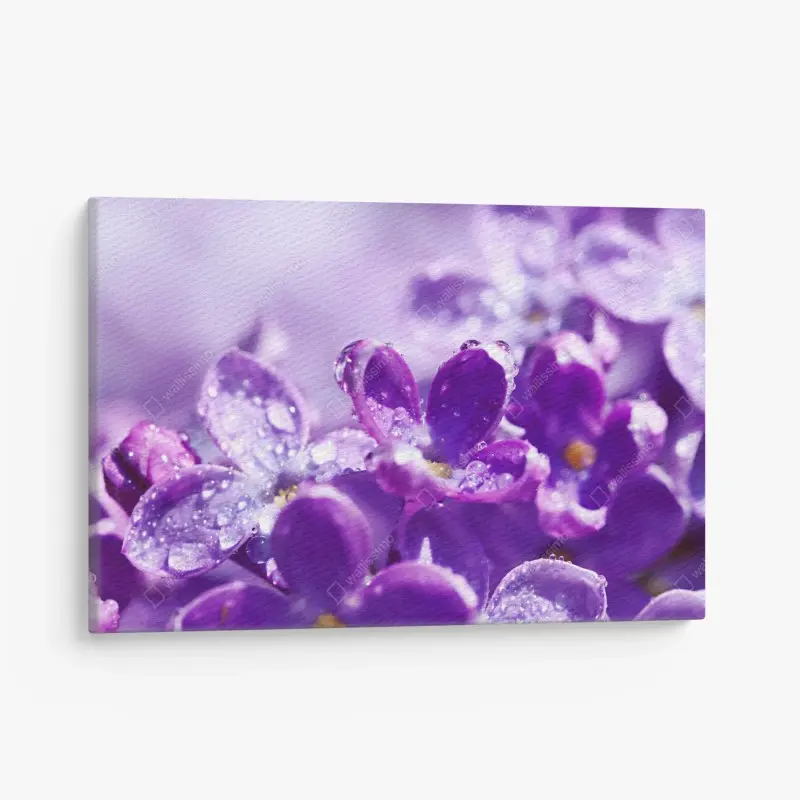 Leinwandbild lila fliederblüte mit tau