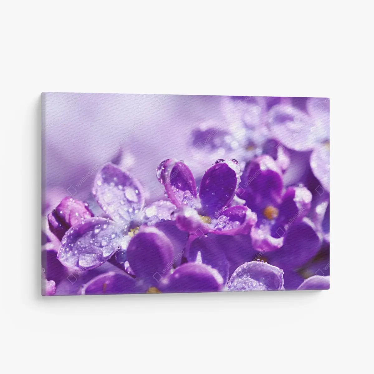 Leinwandbild lila fliederblüte mit tau – Pixers®