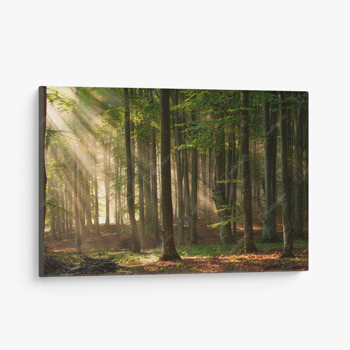 Leinwandbild morgendliches licht im buchenwald – Pixers®
