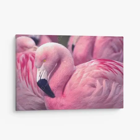 Leinwandbild rosa flamingo nahaufnahme – Pixers®