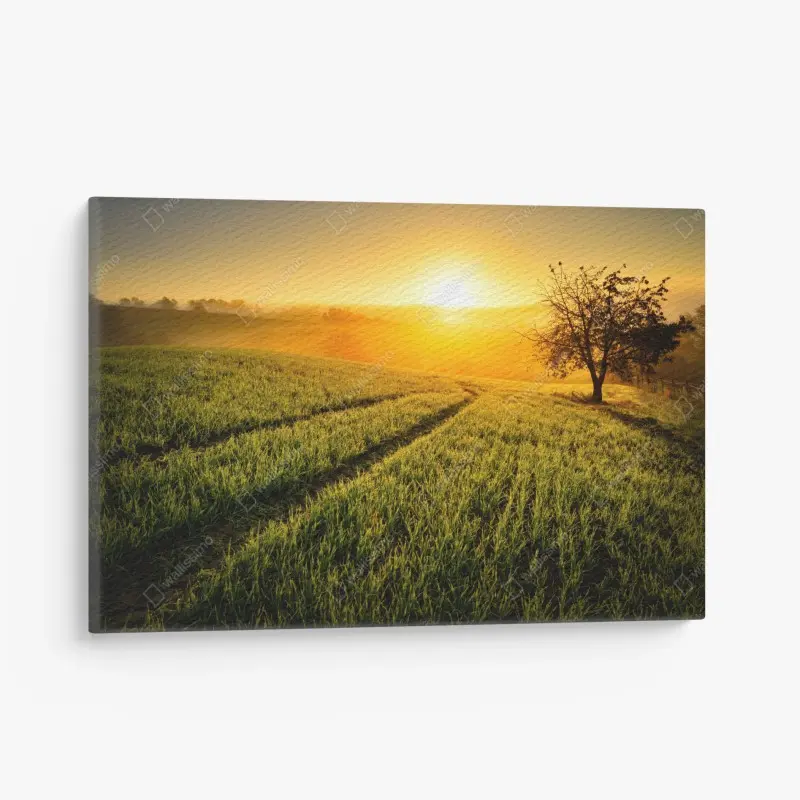 Leinwandbild sonnenbeschienene wiese im frühlicht