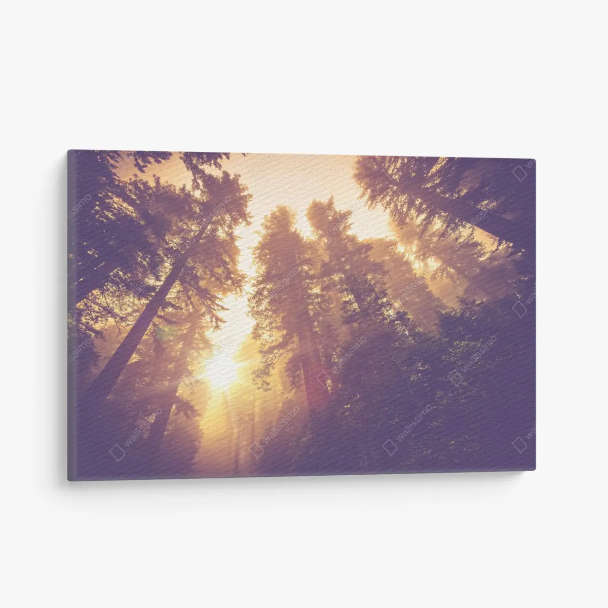 Leinwandbild nebeliger mamutbaumwald im goldenen vintagelicht – Pixers®