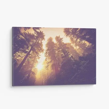Leinwandbild nebeliger mamutbaumwald im goldenen vintagelicht – Pixers®