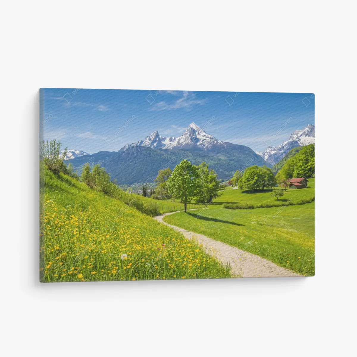 Leinwandbild alpine frühlingswiese mit schneebedeckten gipfeln – Pixers®