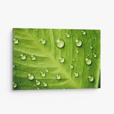 Leinwandbild frisches grünes blatt mit wassertropfen – Pixers®