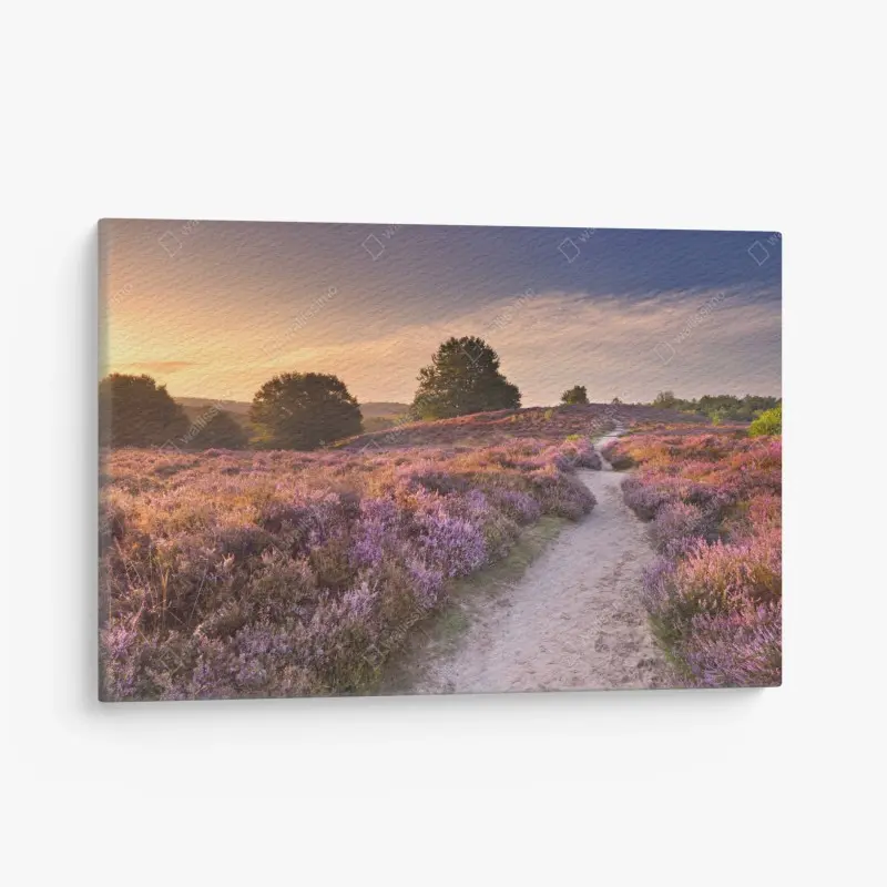 Leinwandbild Posbank bei sonnenaufgang über blühender heide