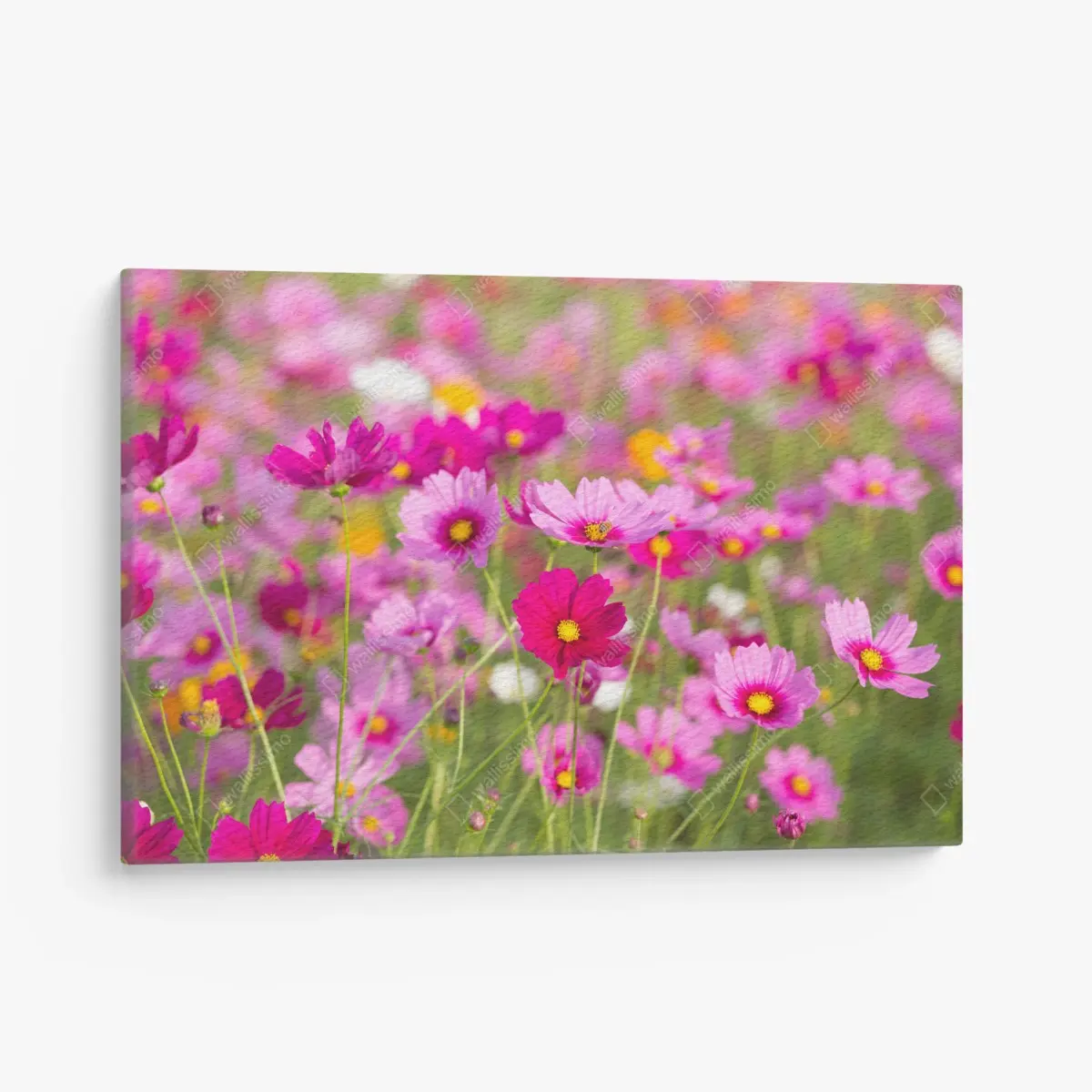 Leinwandbild rosa kosmeenwiese in blüte – Pixers®
