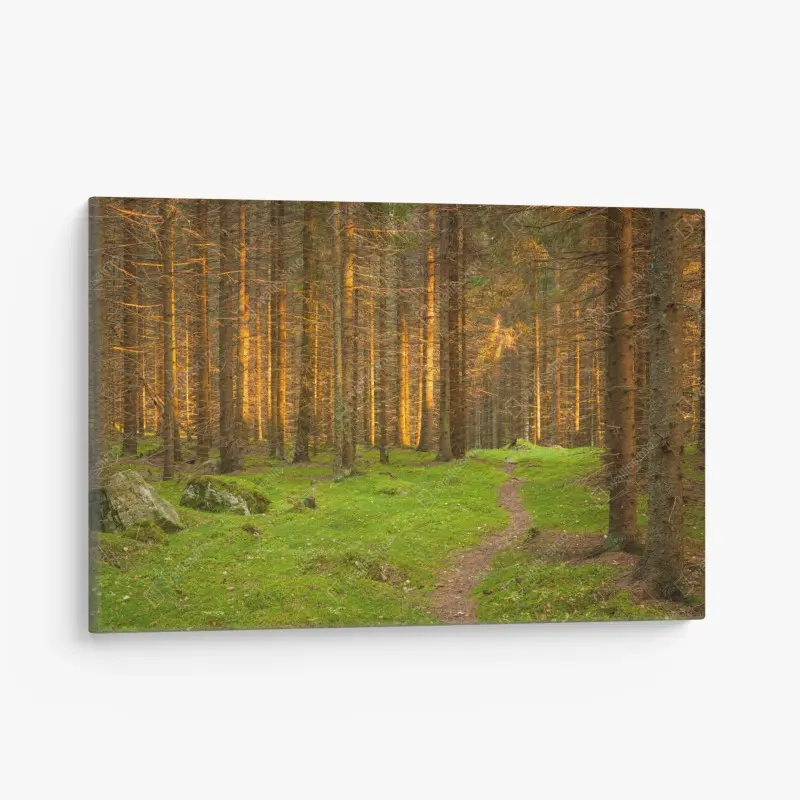 Leinwandbild goldenes licht im moosbedeckten kiefernwald