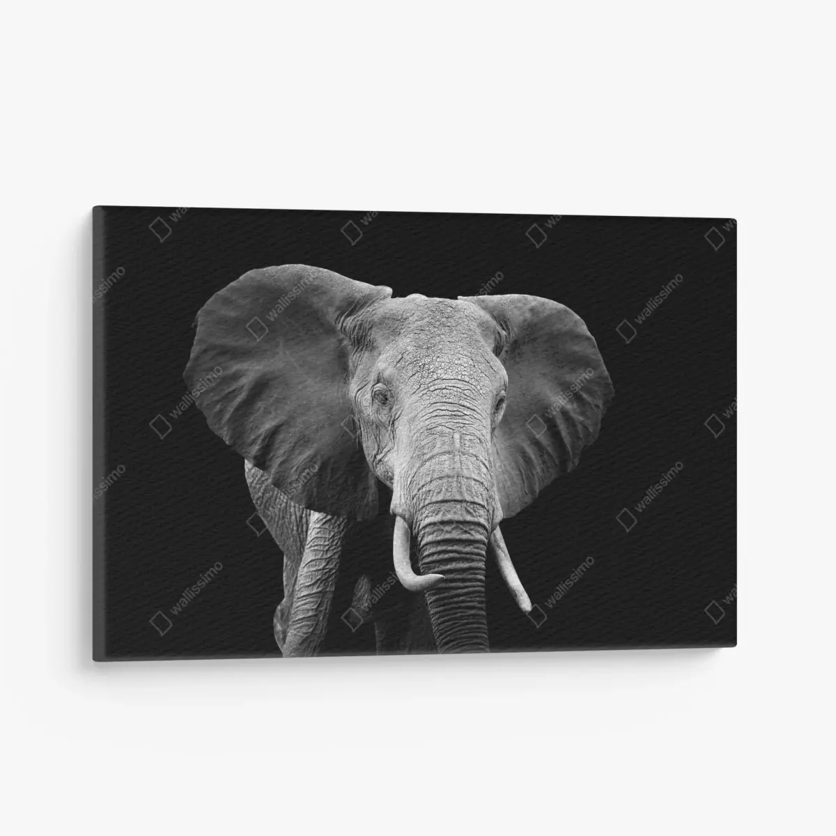 Leinwandbild majestätisches elefantenporträt in monochrom – Pixers®