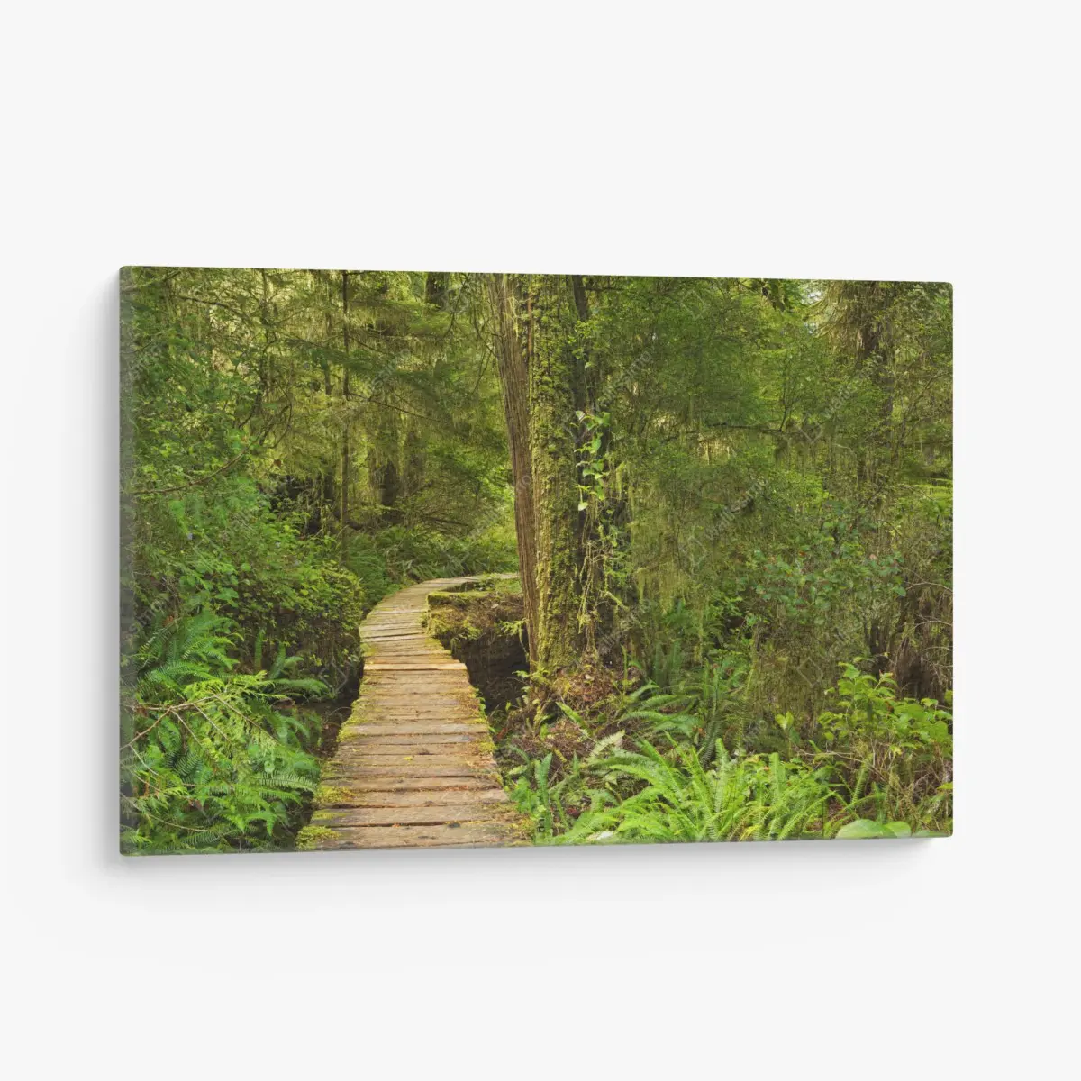 Leinwandbild steg im Pacific Rim regenwald – Pixers®