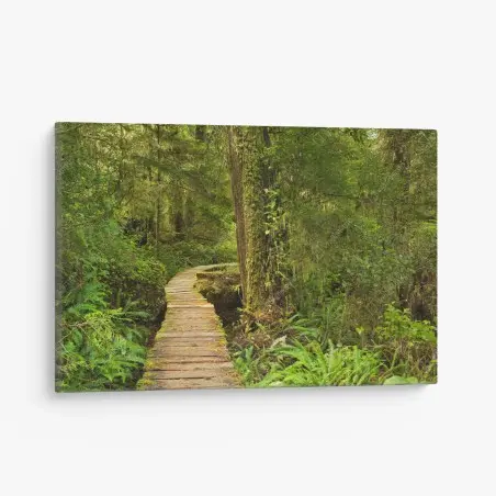 Leinwandbild steg im Pacific Rim regenwald – Pixers®