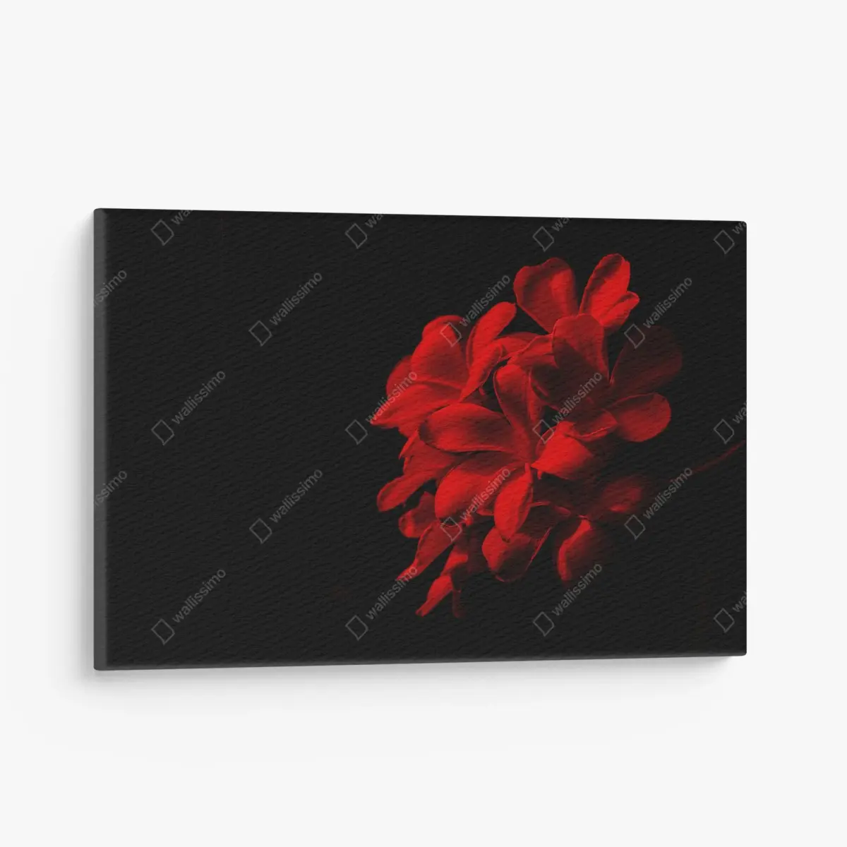Leinwandbild rote plumeria auf schwarzem hintergrund – Pixers®