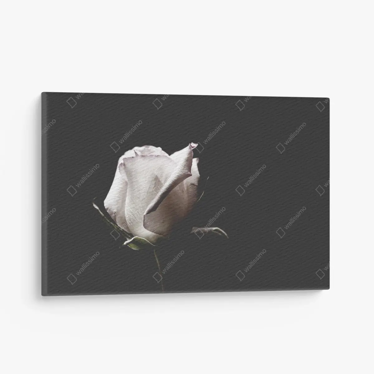 Leinwandbild weiße rose vor schwarzem hintergrund – Pixers®