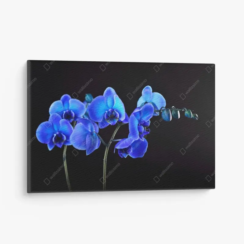 Leinwandbild leuchtende blaue orchidee vor schwarzem hintergrund