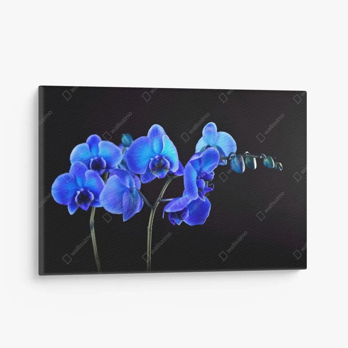 Leinwandbild leuchtende blaue orchidee vor schwarzem hintergrund – Pixers®